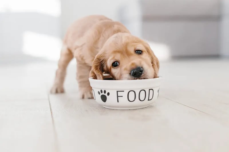 Dog food good for puppies top